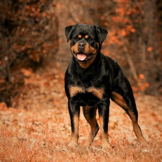 Ротвейлер большой