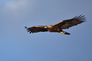 Беркут в полете