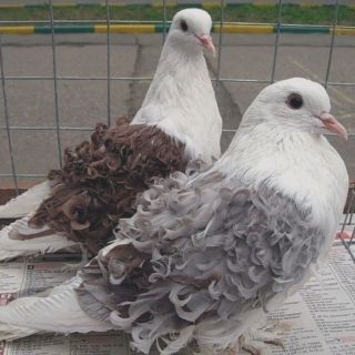 Мясные голуби