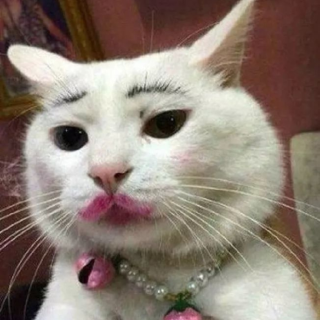 Кошка с бровями