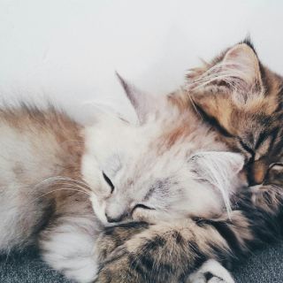 Влюбленные коты