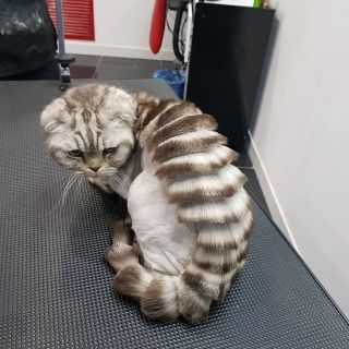 Побритый кот