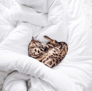 Кот в одеяле