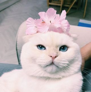 Пикчи с котиками