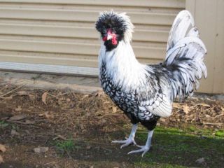 Карликовые куры