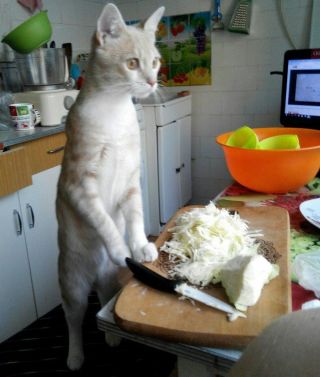 Кот повар