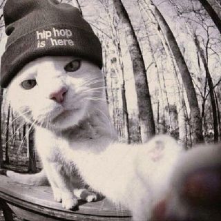 Кот в адидасе