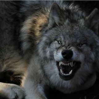 Волчий оскал