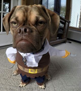 Собака себек