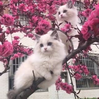 Кошка эстетика