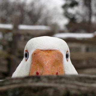 Важный гусь