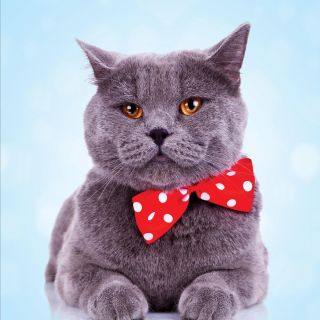 Котик с бантиком