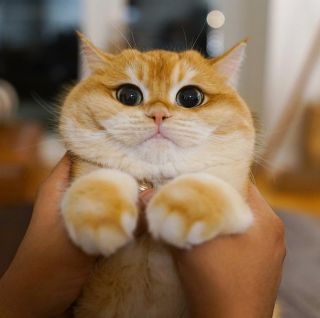 Щекастый кот