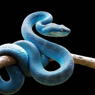 Змеи на мальдивах