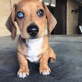 Пагль породы собак