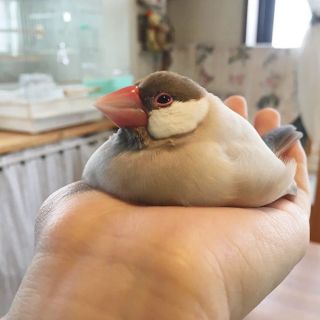 Жирный воробей