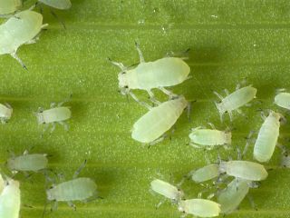 Трипсы насекомые