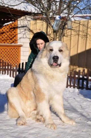 Карликовый алабай