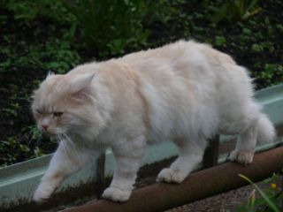 Полуперс кошка