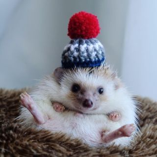 Довольный ежик