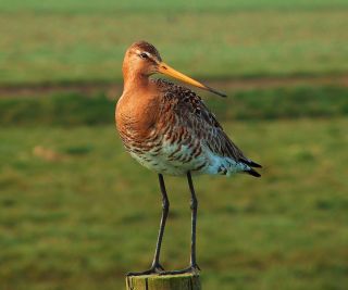 Бекасовые птицы