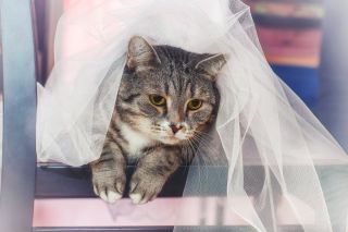 Кошка невеста