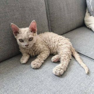 Кошка скиф