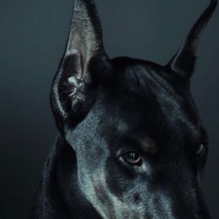 Доберман оскал