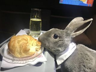 Кролик с вином