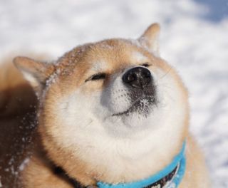 Песель порода