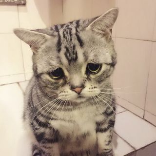 Печальный котик