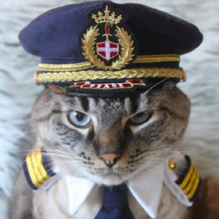 Кот летчик