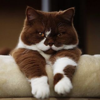 Циннамон кошка