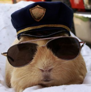 Суслик в очках