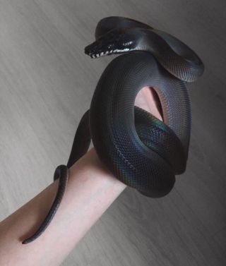 Ручная змея