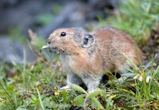 Лесные грызуны