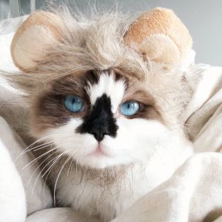 Необычные котики