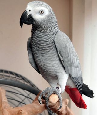 Королевский жако