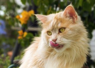 Коты с языком