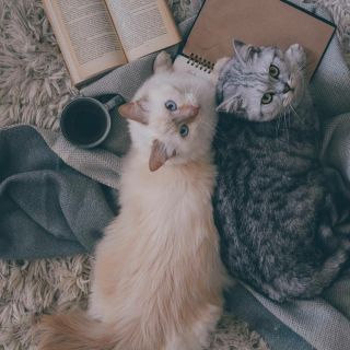 Благодарный котик