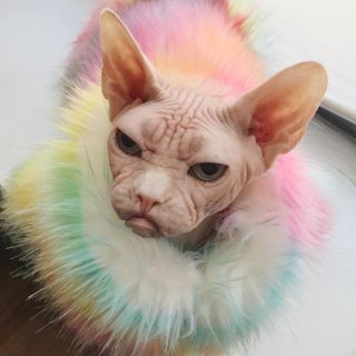 Кот в шубе