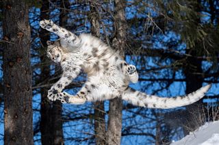 Барс в прыжке