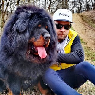 Огромный мастиф