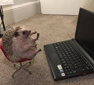 Жирный ежик