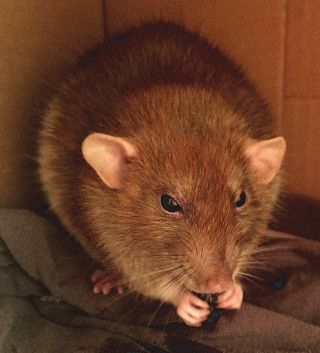 Бурая крыса