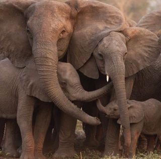 Красивый слон