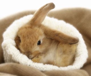 Спящий заяц