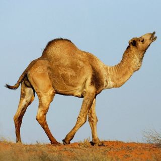 Верблюд джамал