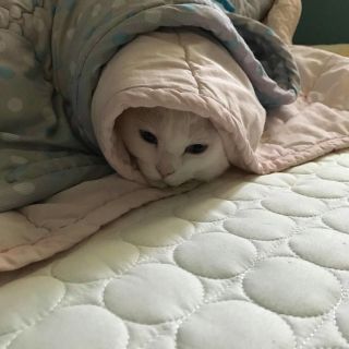 Котик под одеялом