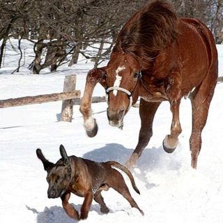 Лошадь в очках